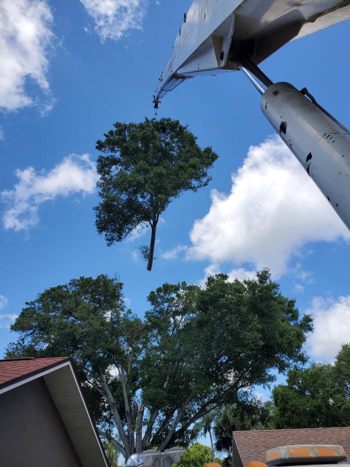 Greater Bay Area Tree & Arborist Services Image