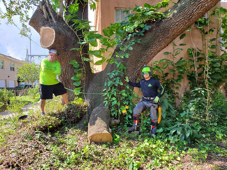 Greater Bay Area Tree & Arborist Services Image