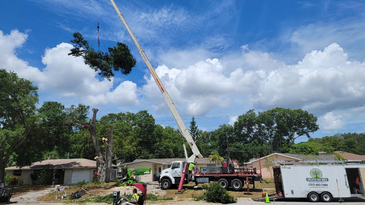 Greater Bay Area Tree & Arborist Services Image