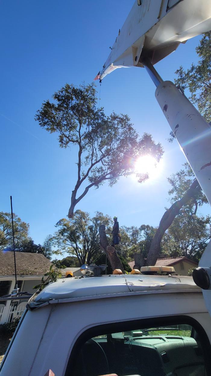 Greater Bay Area Tree & Arborist Services Image
