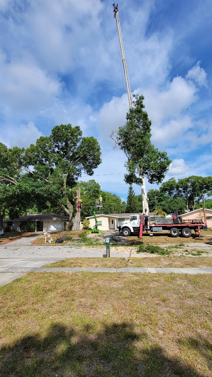 Greater Bay Area Tree & Arborist Services Image