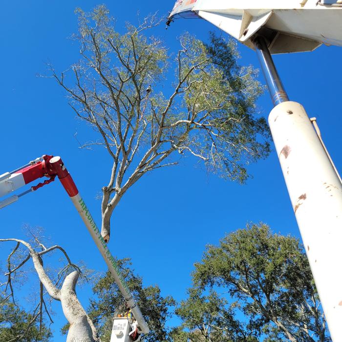 Greater Bay Area Tree & Arborist Services Image