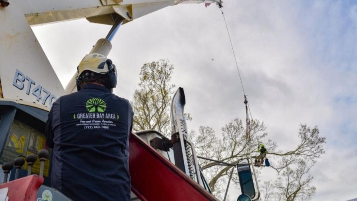 Greater Bay Area Tree & Arborist Services Image