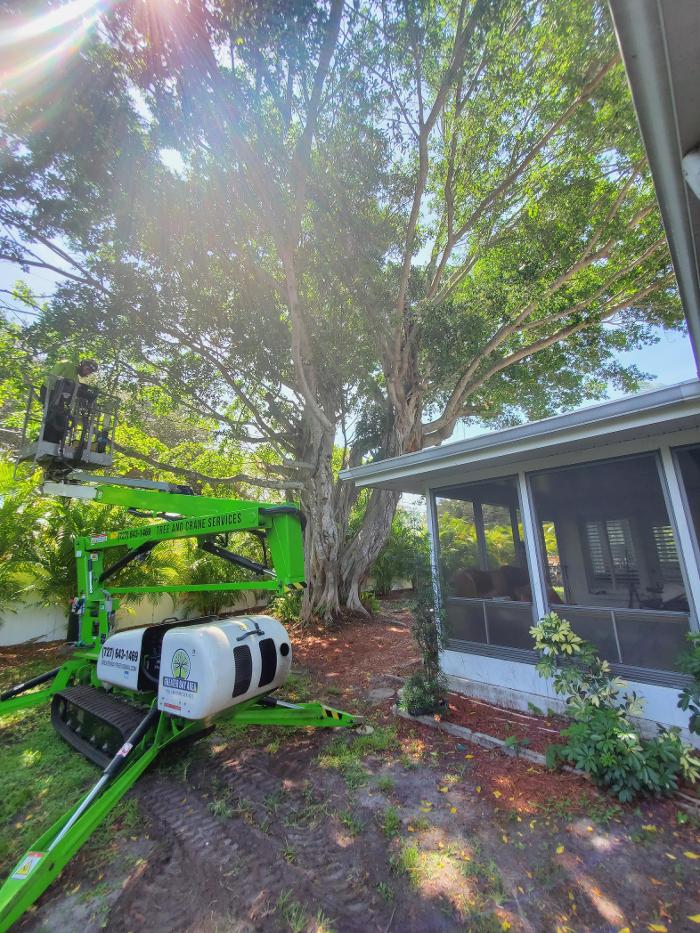 Greater Bay Area Tree & Arborist Services Image