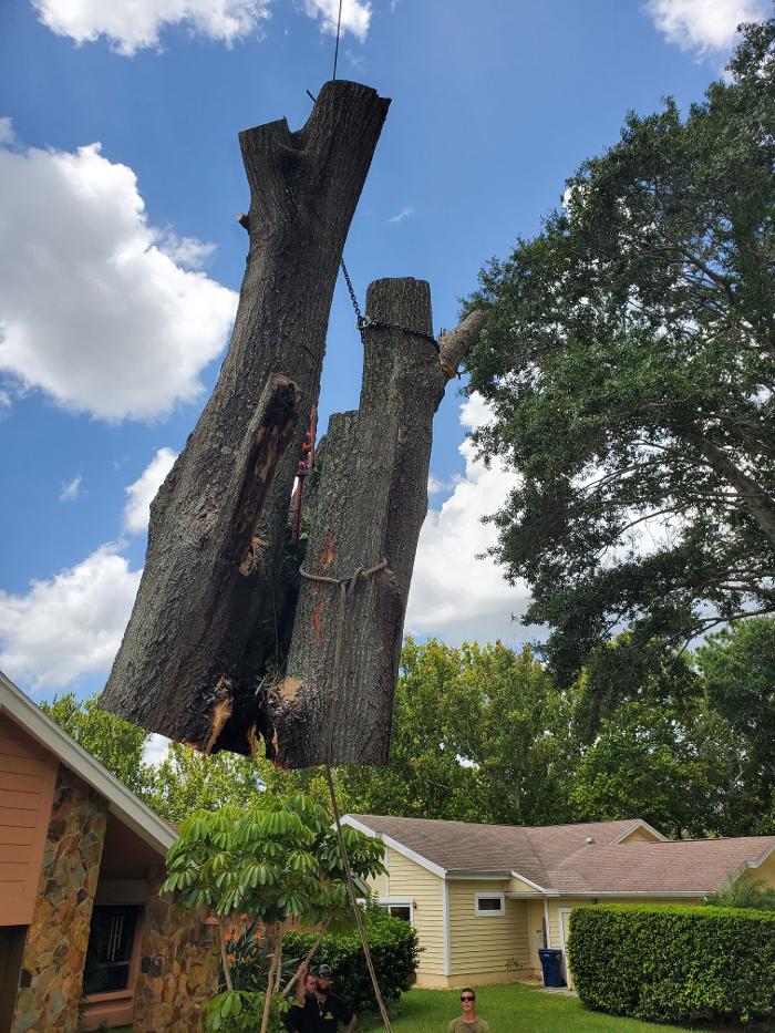 Greater Bay Area Tree & Arborist Services Image