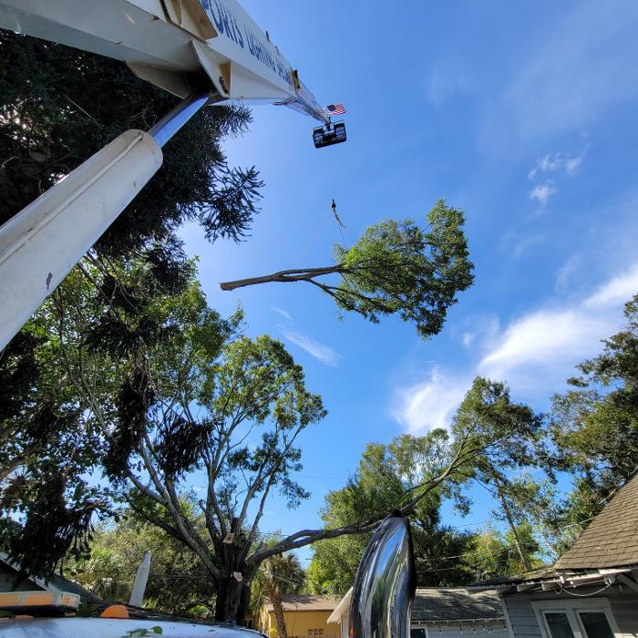 Greater Bay Area Tree & Arborist Services Image