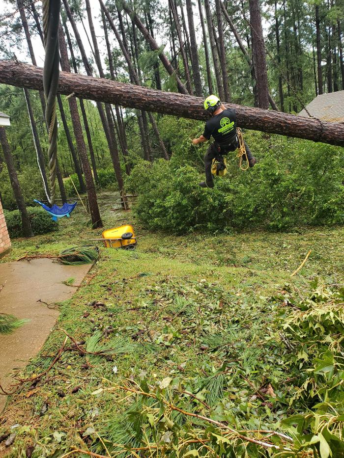 Greater Bay Area Tree & Arborist Services Image