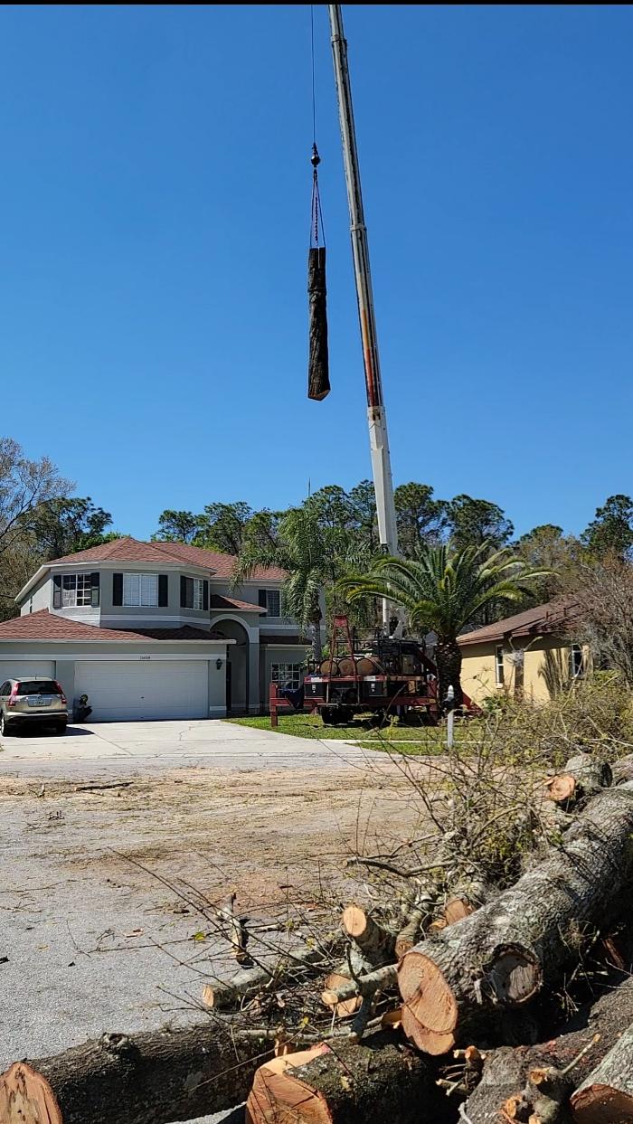 Greater Bay Area Tree & Arborist Services Image