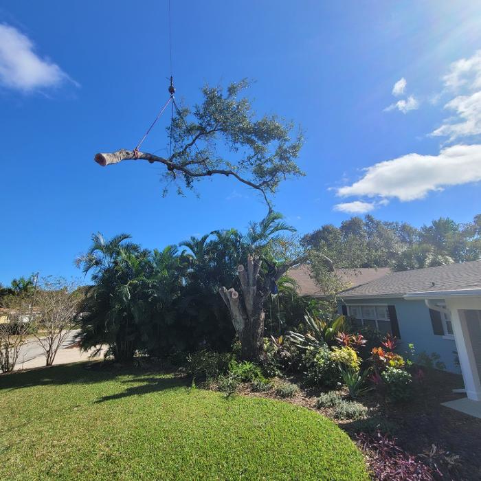 Greater Bay Area Tree & Arborist Services Image