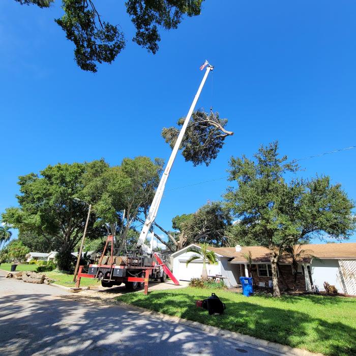 Greater Bay Area Tree & Arborist Services Image