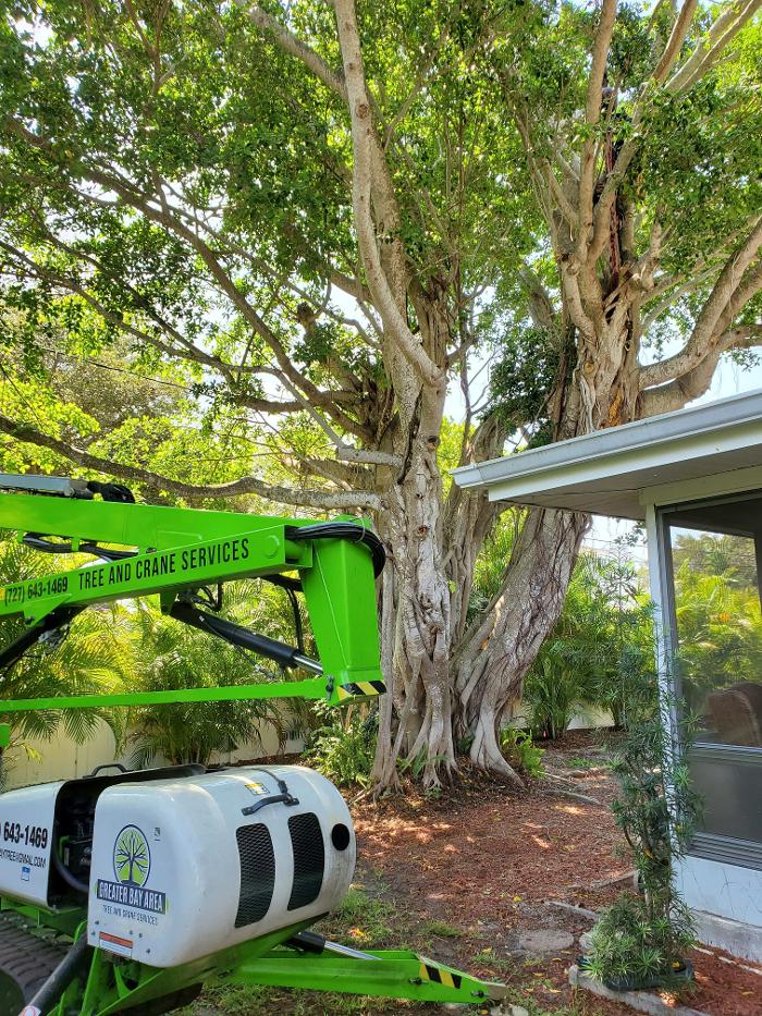 Greater Bay Area Tree & Arborist Services Image