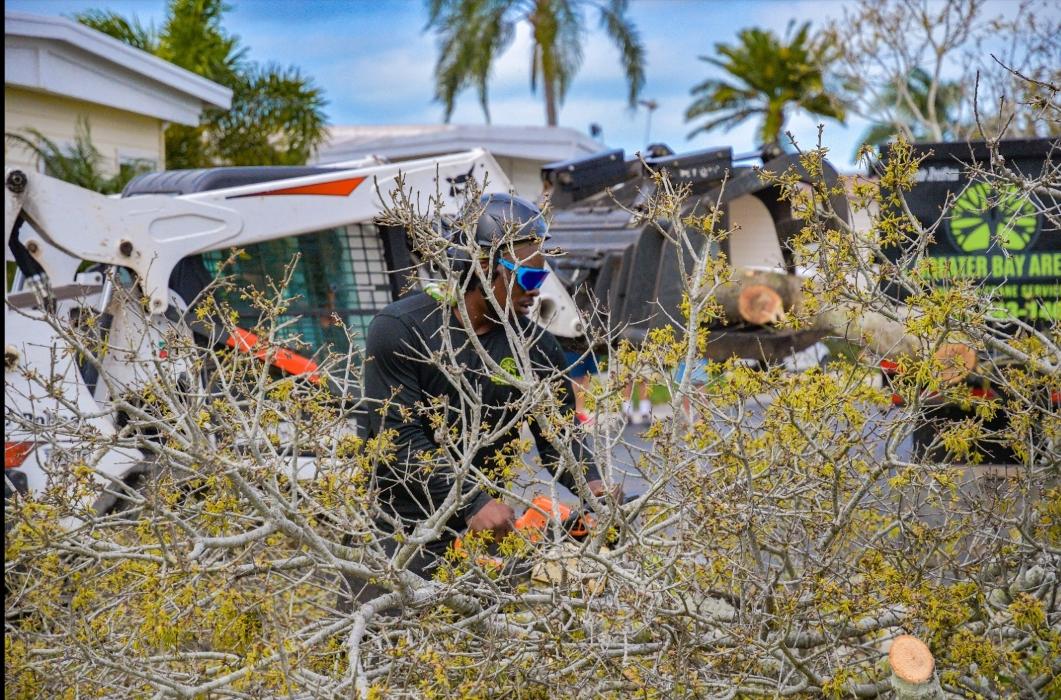 Greater Bay Area Tree & Arborist Services Image