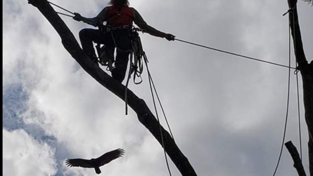 Greater Bay Area Tree & Arborist Services Image