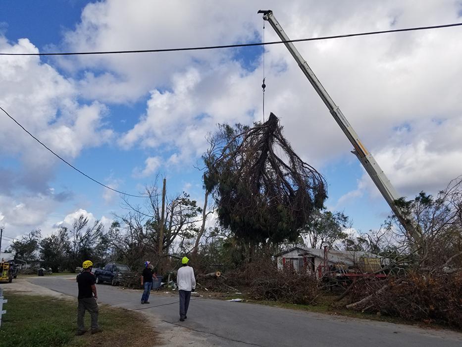 Greater Bay Area Tree & Arborist Services Image
