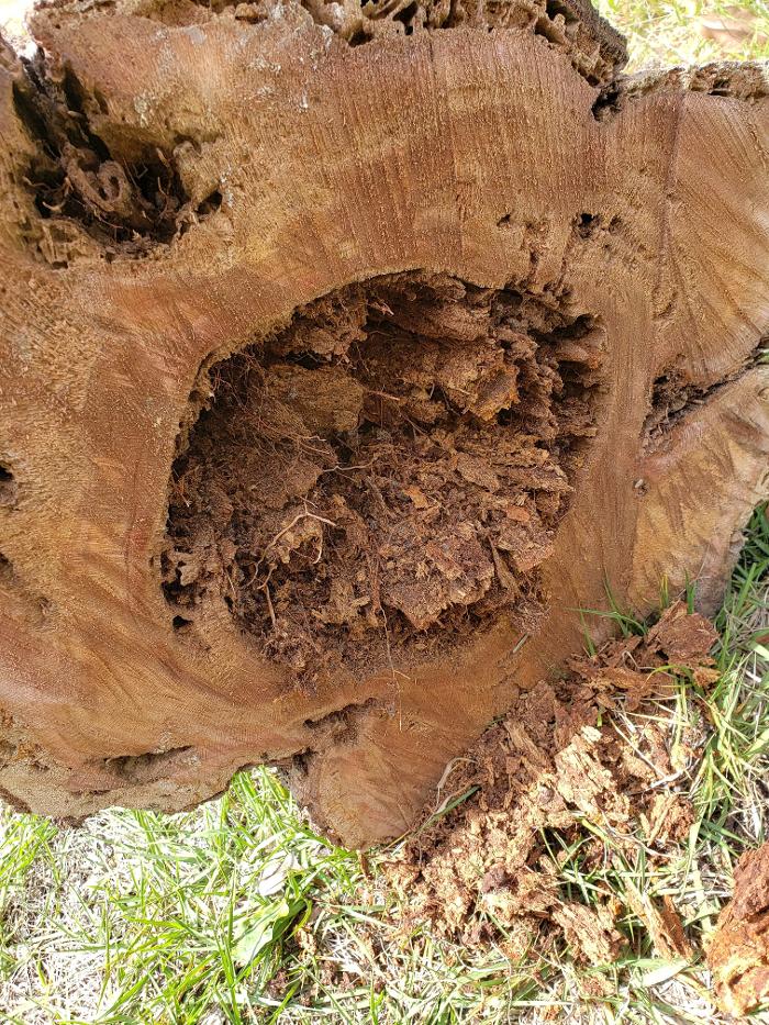 Greater Bay Area Tree & Arborist Services Image