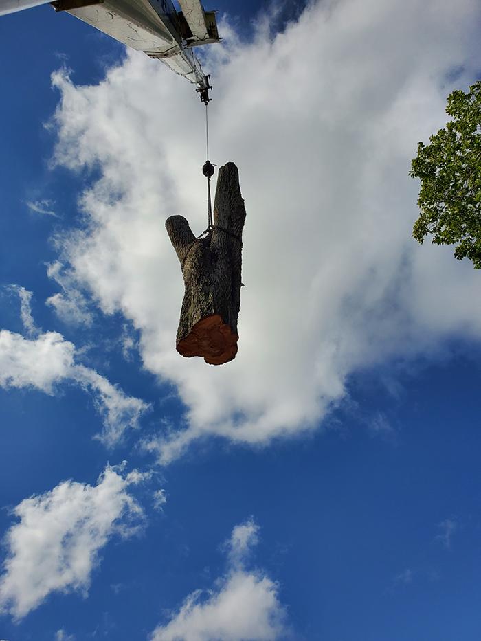 Greater Bay Area Tree & Arborist Services Image