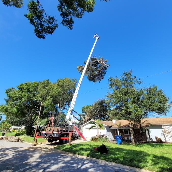 Greater Bay Area Tree & Arborist Services Image