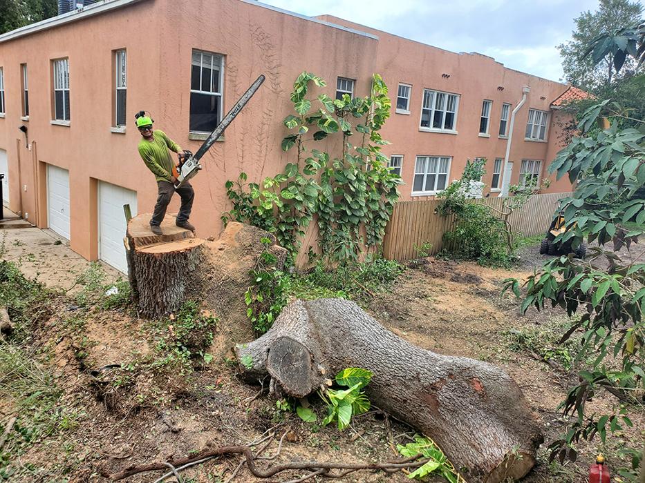 Greater Bay Area Tree & Arborist Services Image