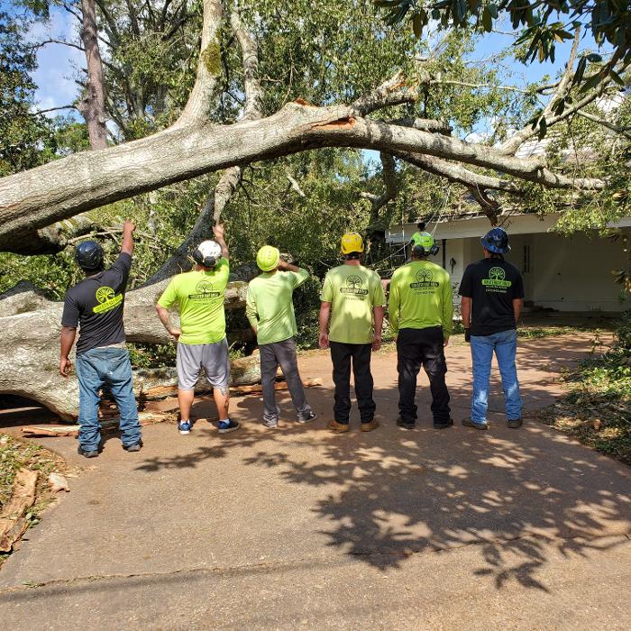 Greater Bay Area Tree & Arborist Services Image