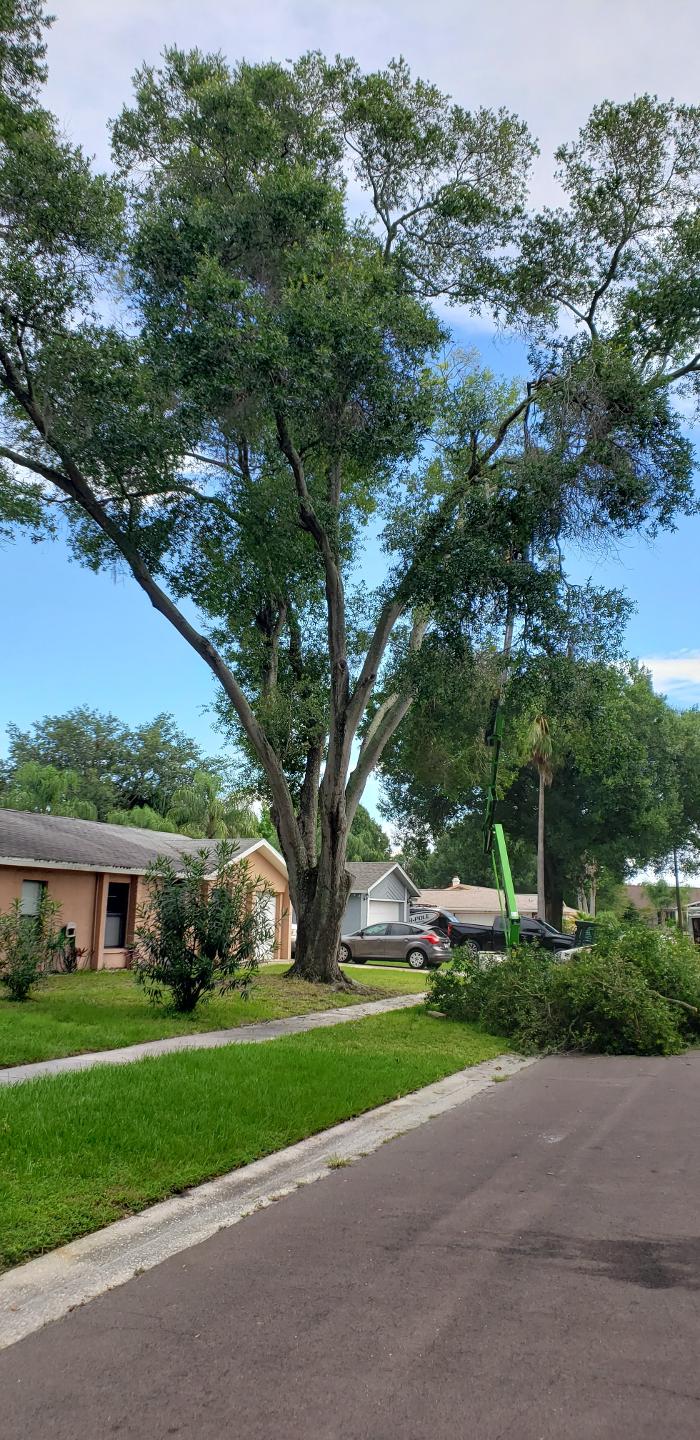 Greater Bay Area Tree & Arborist Services Image