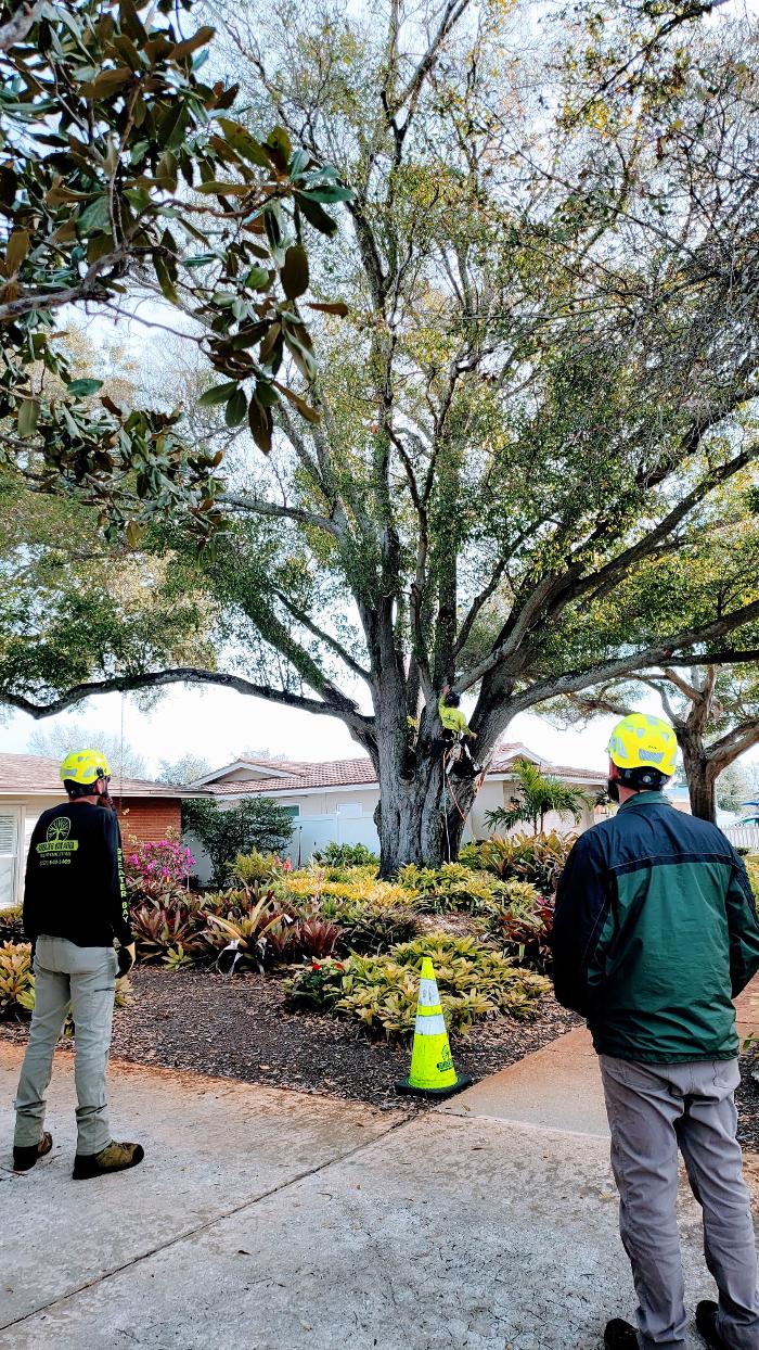 Greater Bay Area Tree & Arborist Services Image