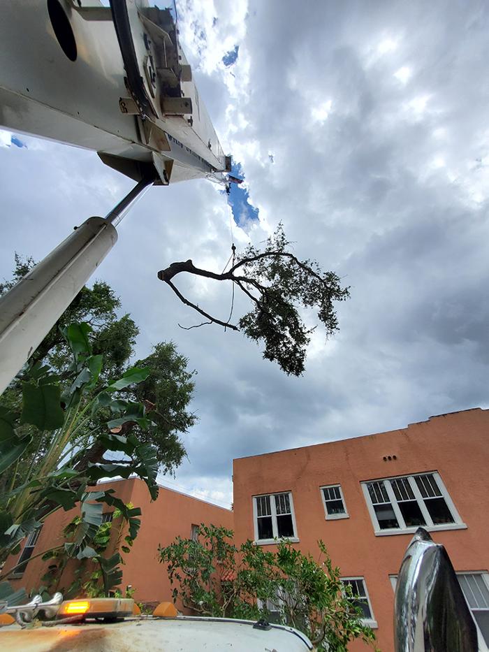 Greater Bay Area Tree & Arborist Services Image