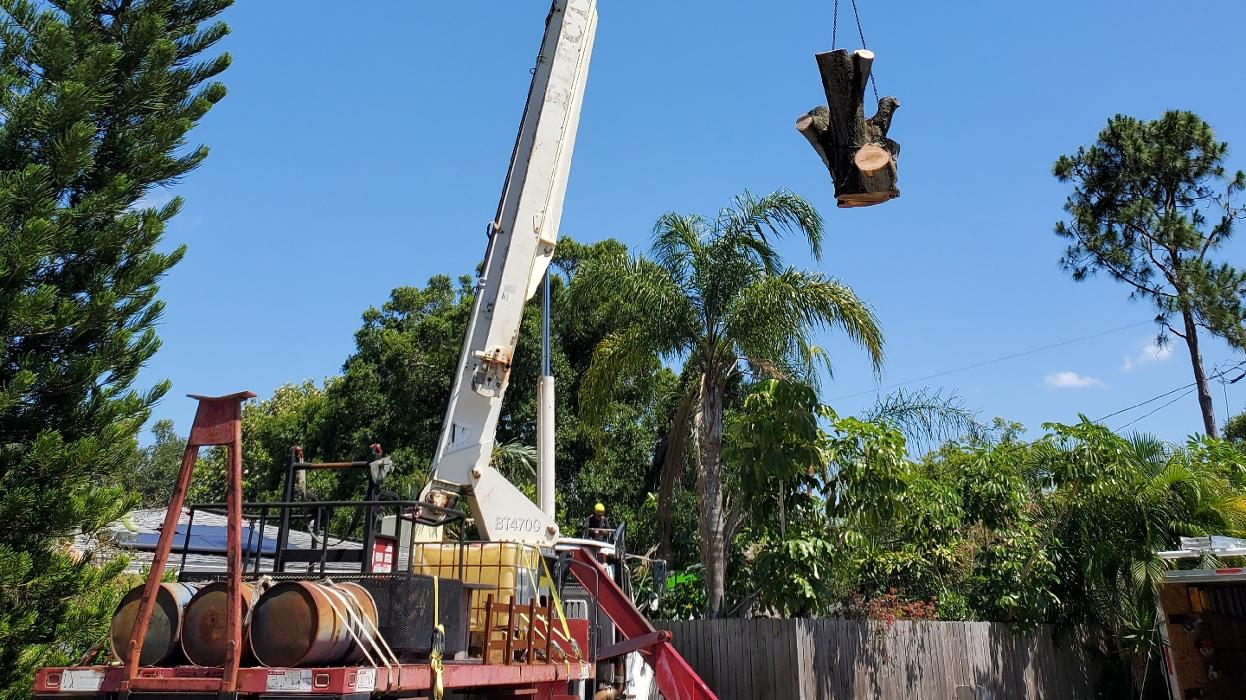 Greater Bay Area Tree & Arborist Services Image