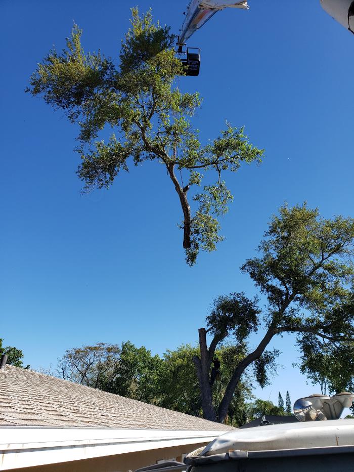 Greater Bay Area Tree & Arborist Services Image