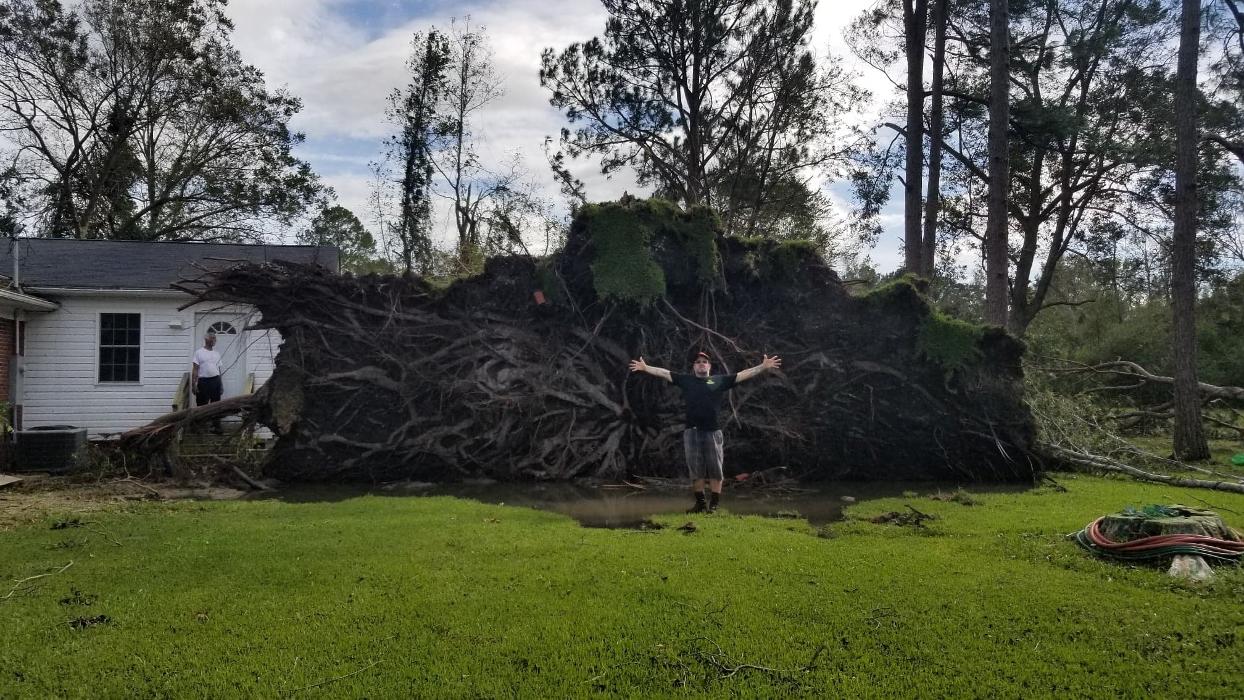 Greater Bay Area Tree & Arborist Services Image