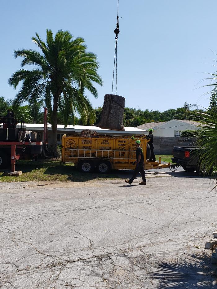 Greater Bay Area Tree & Arborist Services Image