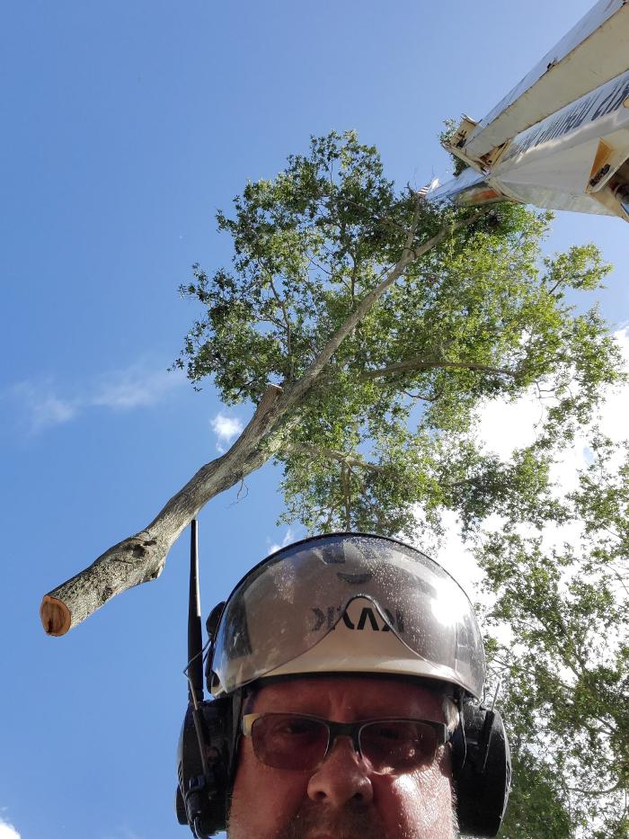 Greater Bay Area Tree & Arborist Services Image