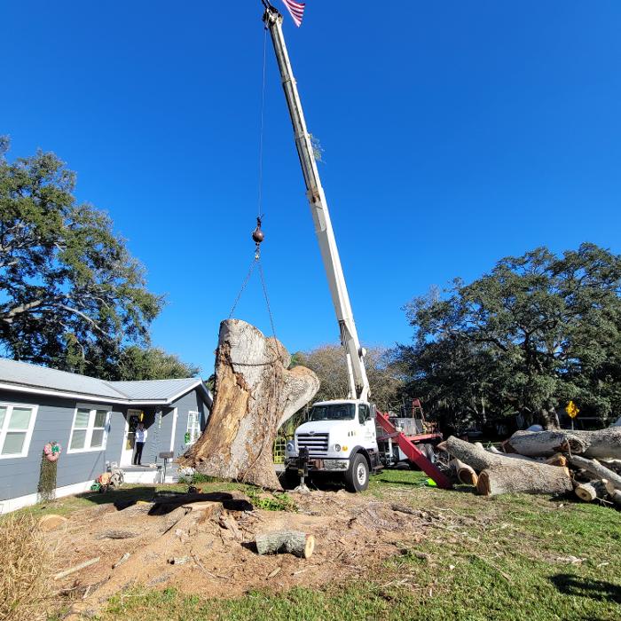 Greater Bay Area Tree & Arborist Services Image