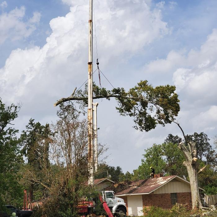 Greater Bay Area Tree & Arborist Services Image