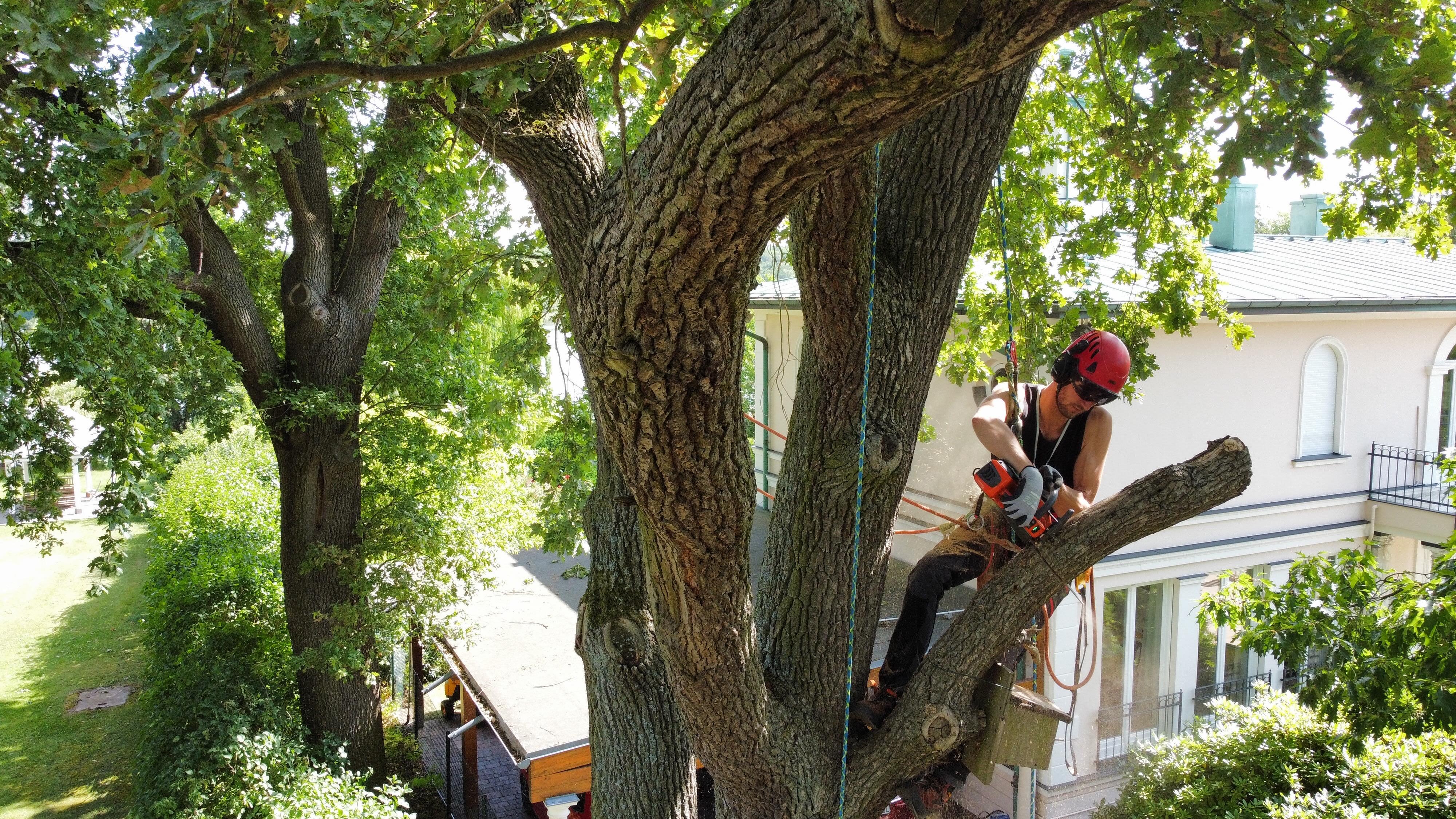 Baumpflege Fischer in Eberswalde