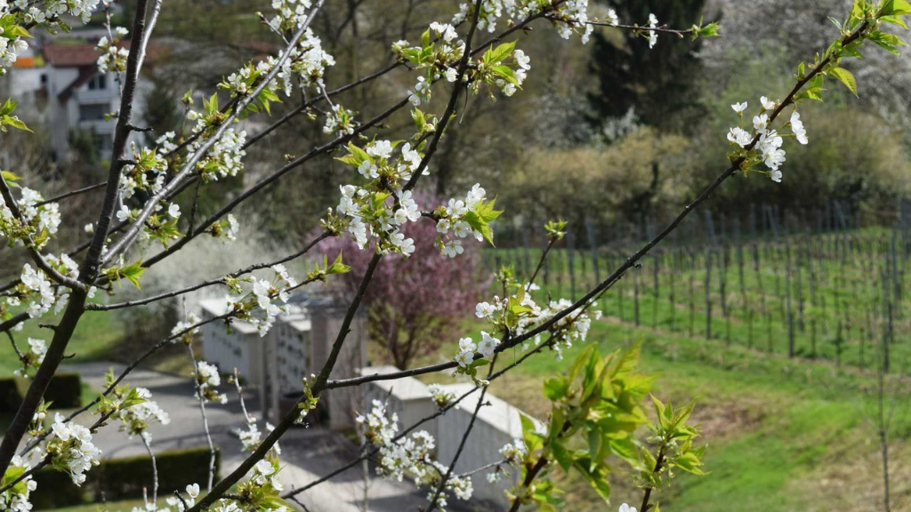 Bestattungsdienst Gehrig e.K. | Inh. Armin Hofmann, Nußlocher Straße in Leimen