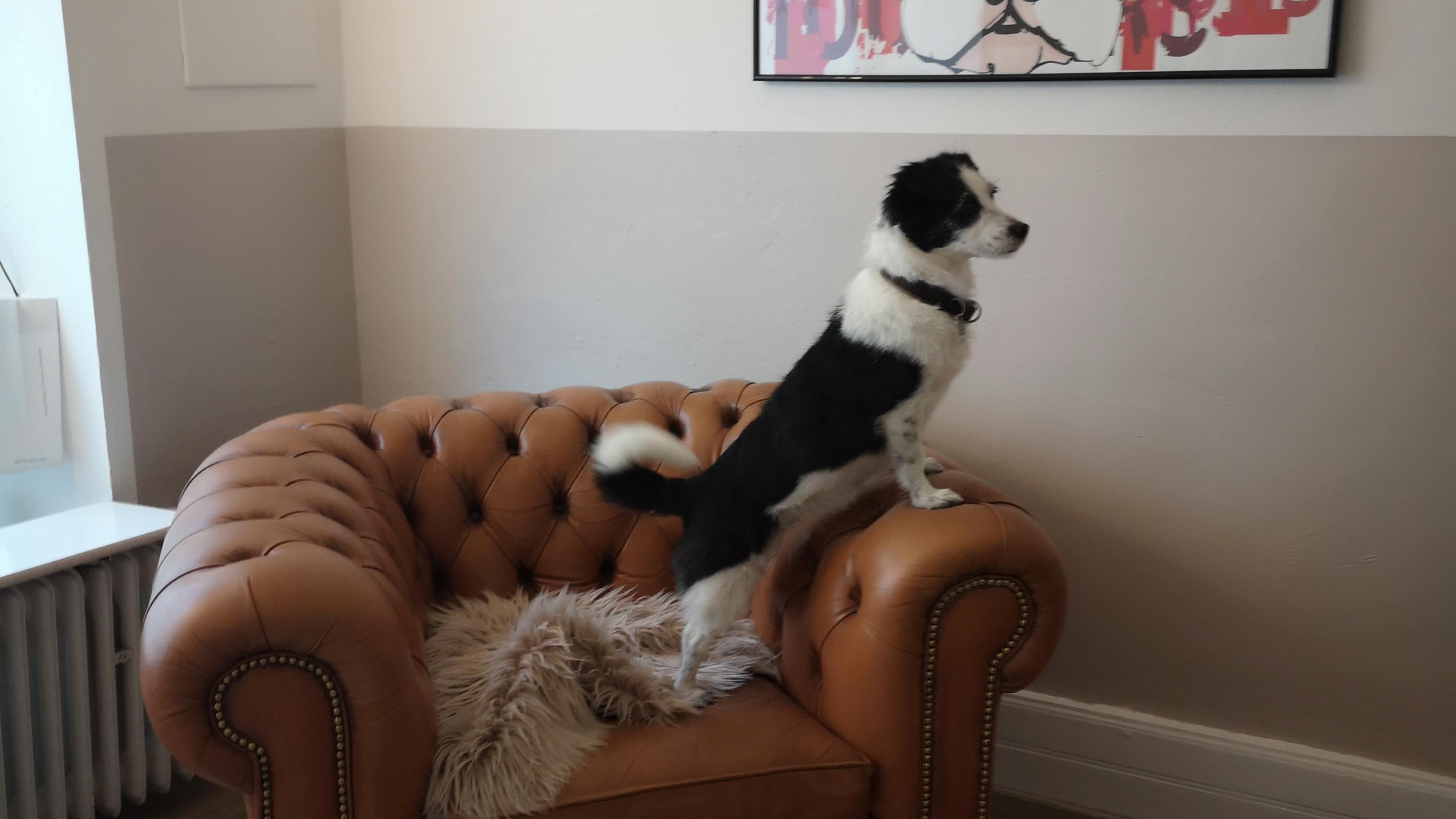 Wunderfell der Hundesalon, Nauheimer Straße in Frankfurt am Main