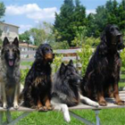 Village Canin le Grand l'Ilot