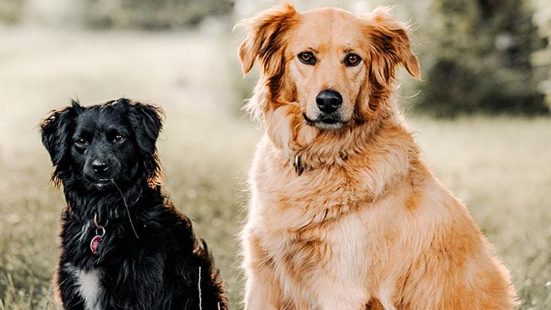 Hundetagesbetreuung Aschaffenburg, Lohmühlstraße in Aschaffenburg