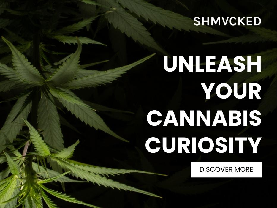 3_SHMVCKED_Unleash Your Cannabis Curiosity.jpg