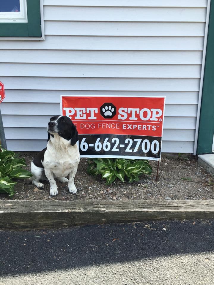 Image 6 | Pet Stop of WNY LLC