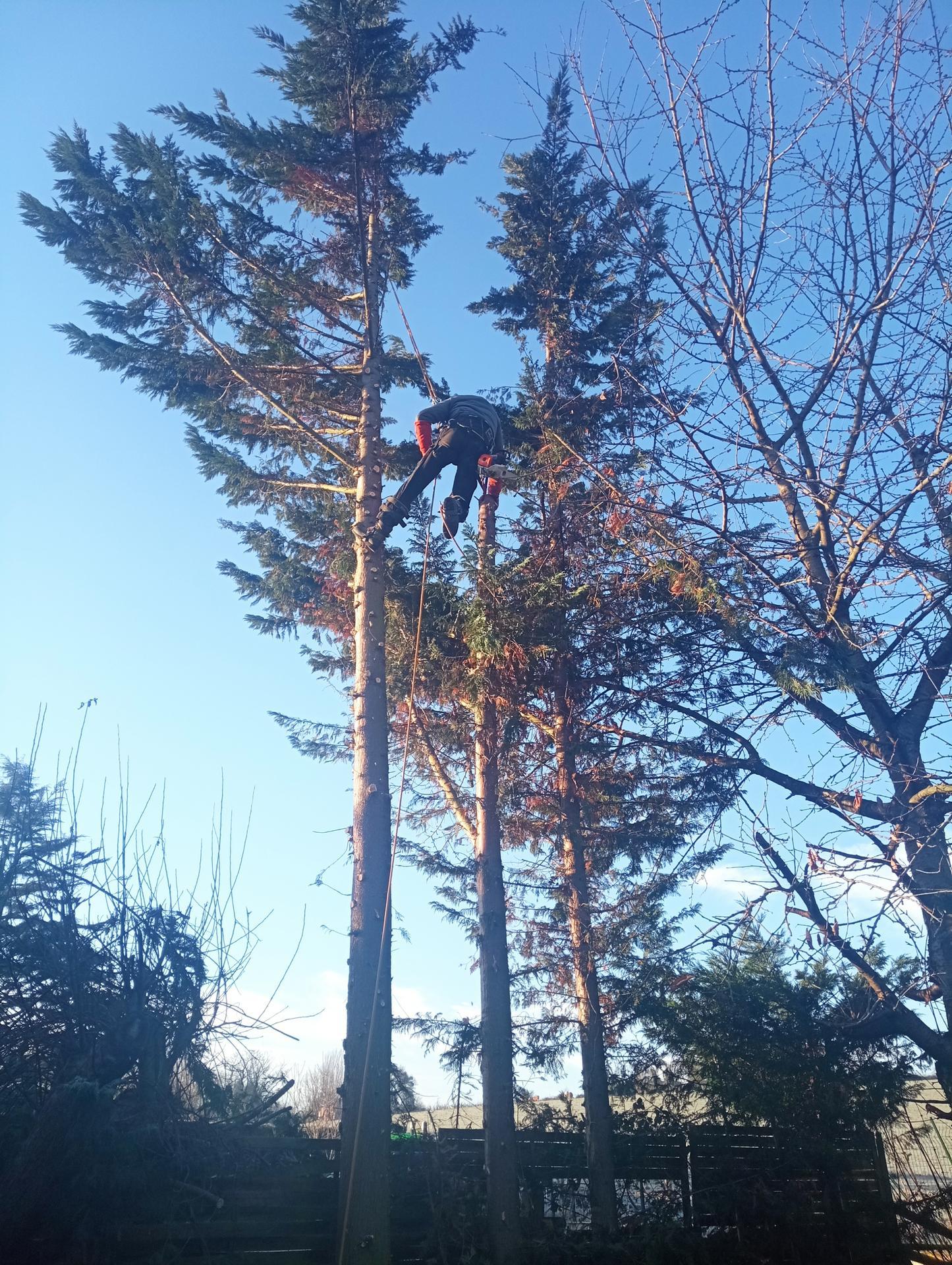 JOE ELAGUEUR PAYSAGISTE Expert