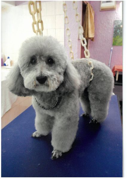 Elégance Canine animalerie (fabrication, vente en gros de matériel, fournitures)