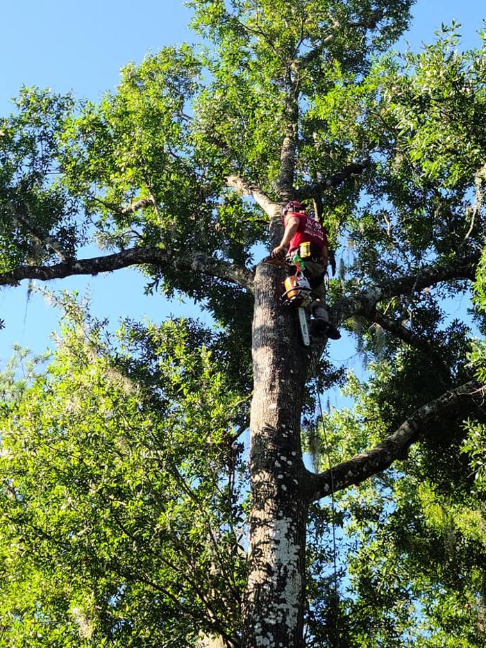 JB Tree Care - Geneva, FL