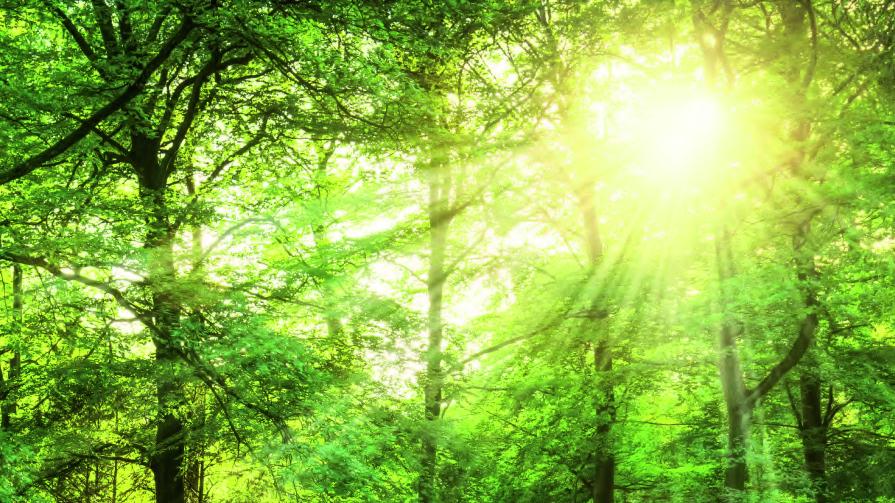 Bestattungen Spandl Robert Spandl, Bismarckstraße in Memmingen