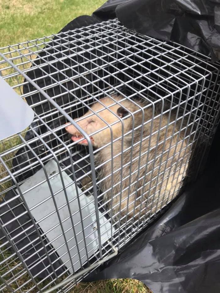 JMB Construction & Rodent Control - South Glens Falls, NY