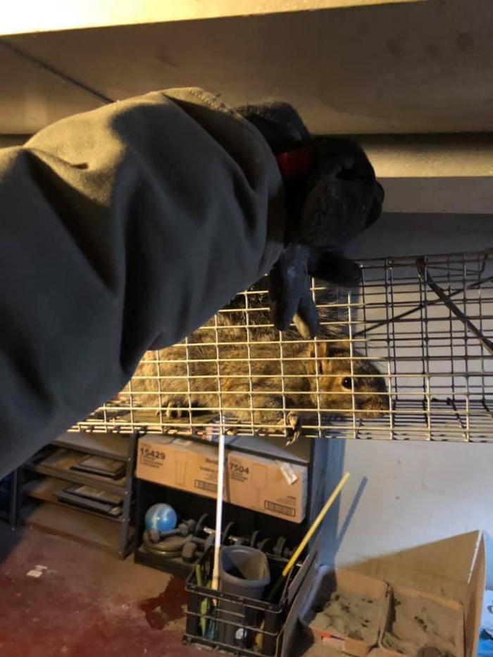 JMB Construction & Rodent Control - South Glens Falls, NY