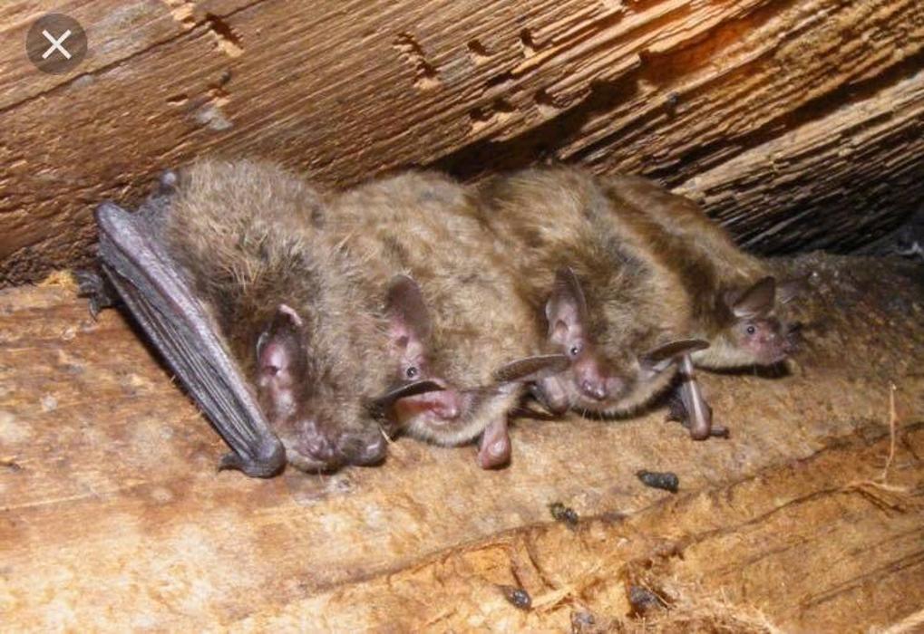 JMB Construction & Rodent Control - South Glens Falls, NY