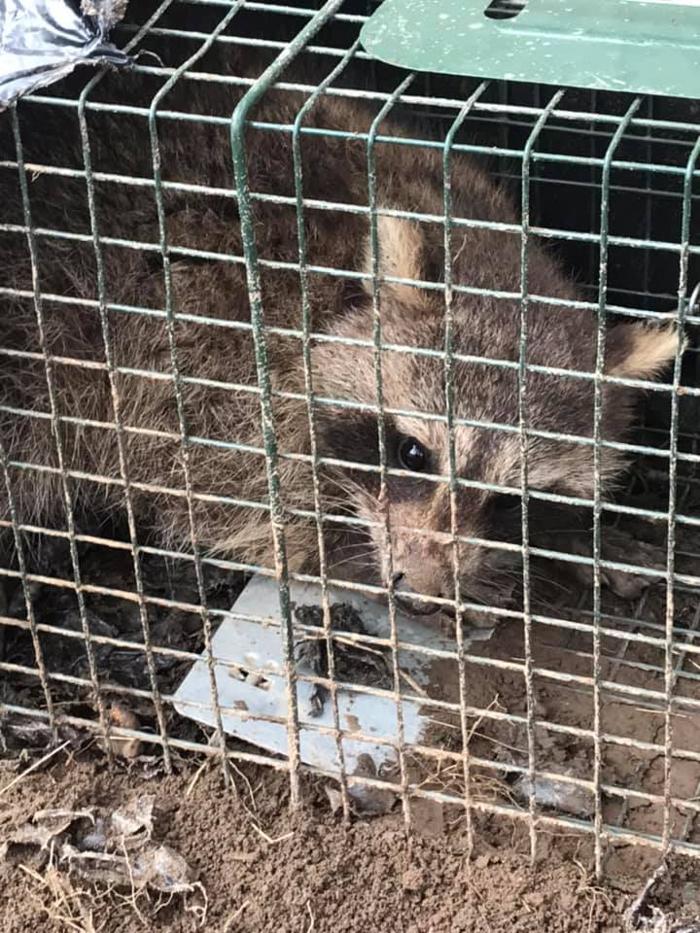 JMB Construction & Rodent Control - South Glens Falls, NY