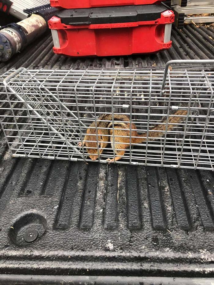 JMB Construction & Rodent Control - South Glens Falls, NY