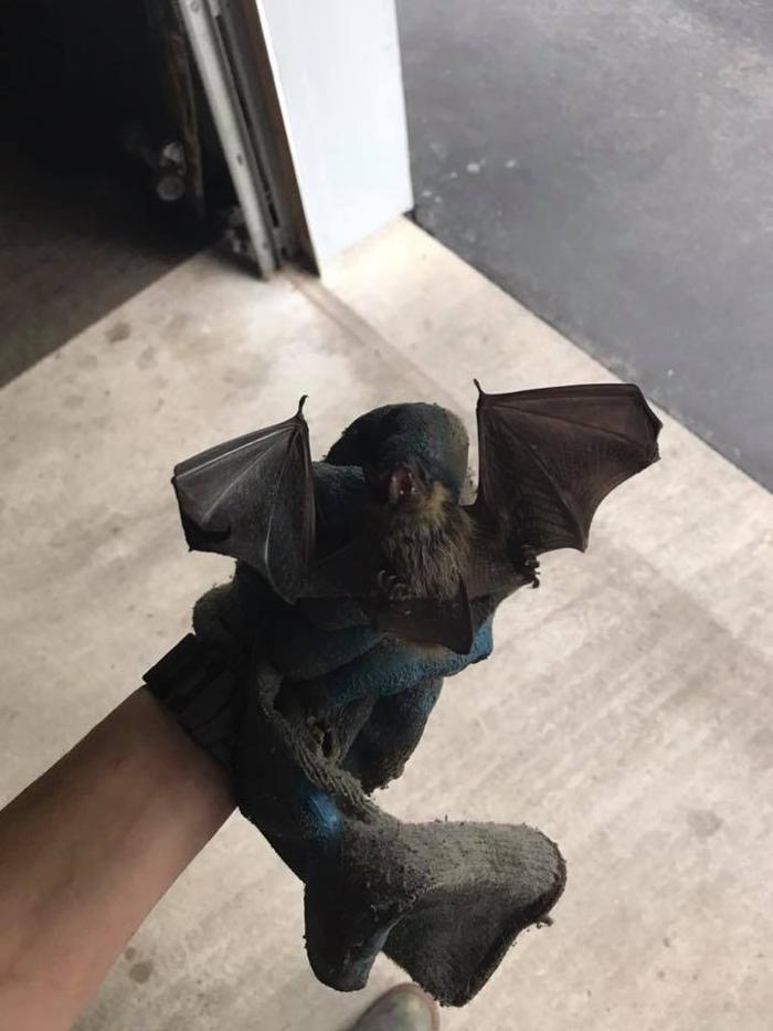 JMB Construction & Rodent Control - South Glens Falls, NY